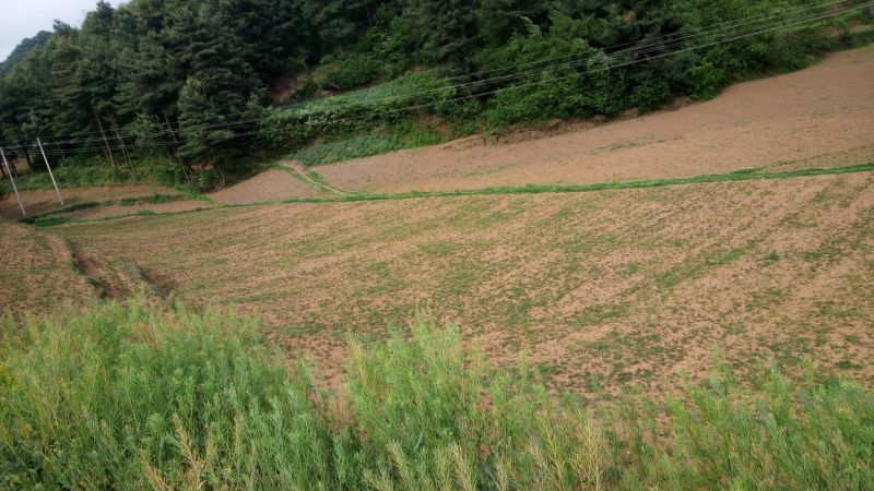 鱼腥草根包装袋