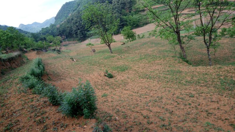 鱼腥草根包装袋