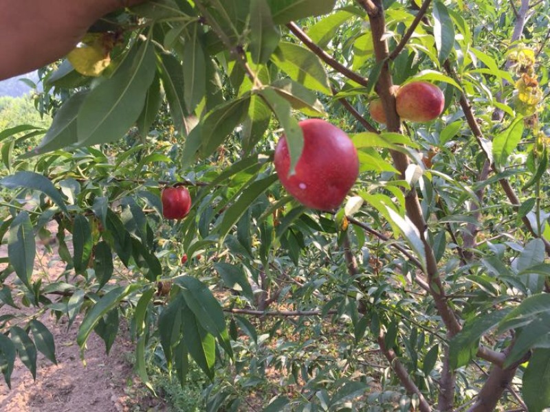 油桃