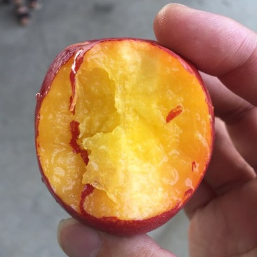 油桃