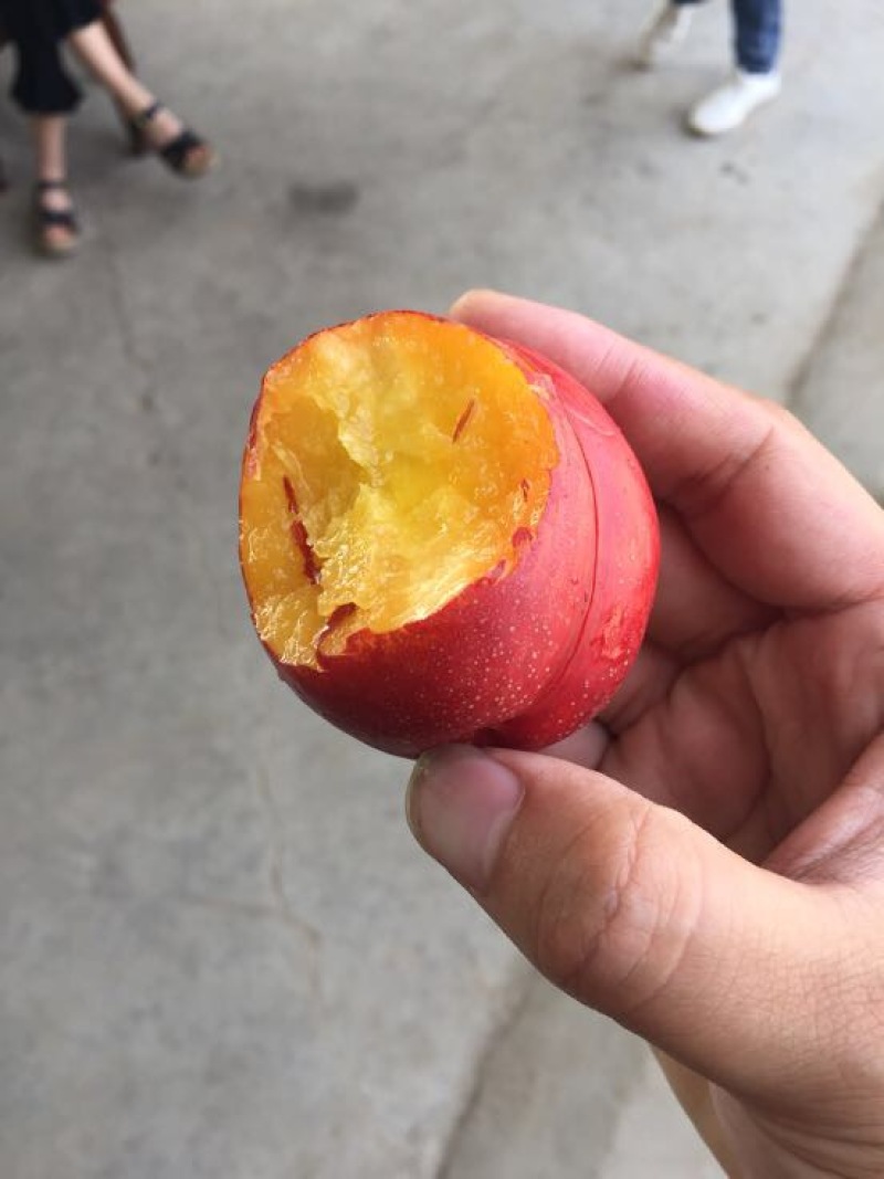 油桃