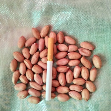 花生米红皮一级