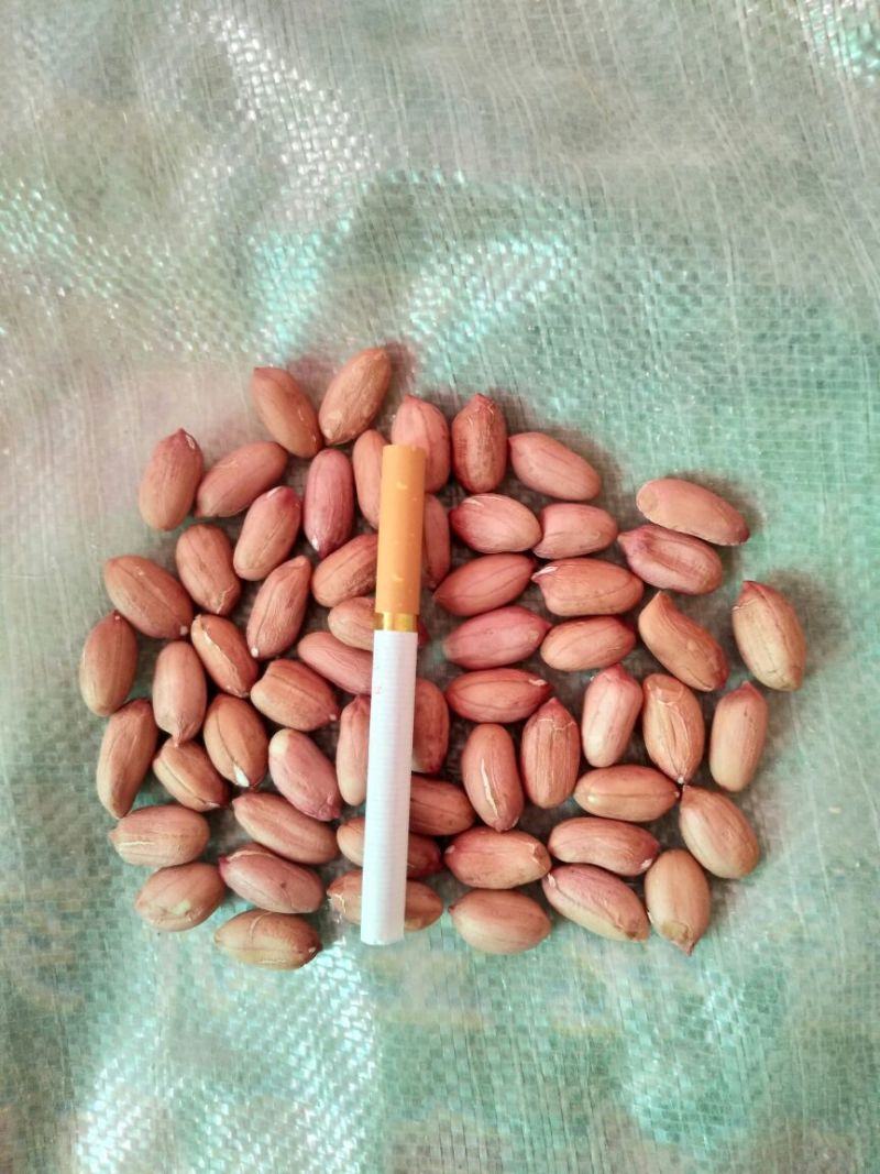 花生米红皮一级
