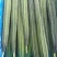 苦瓜7~8两
