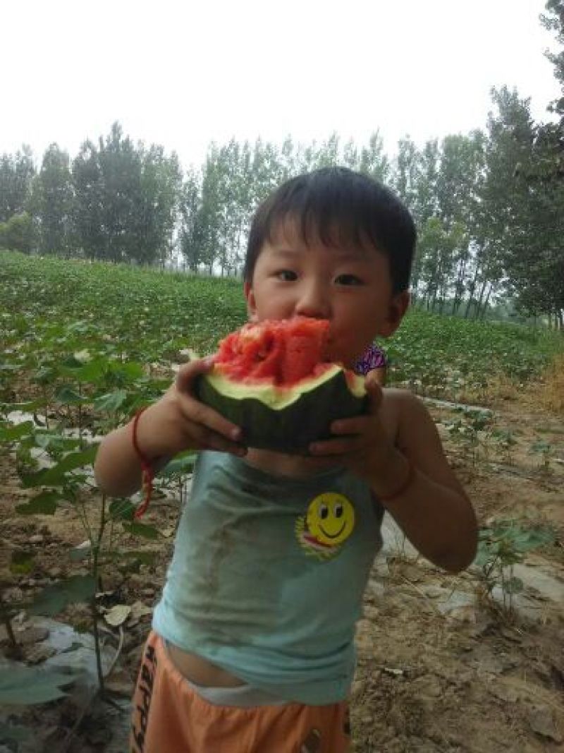 山东滨州惠民甜王西瓜8斤打底8成熟欢迎实地考察看货