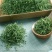 金花茶叶一级