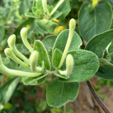 金花茶叶一级