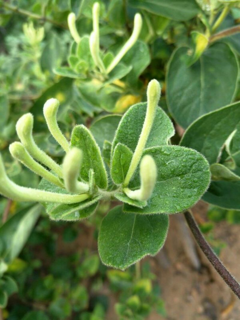 金花茶叶一级