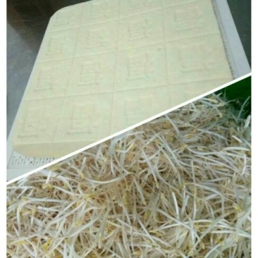 豆腐湿豆腐