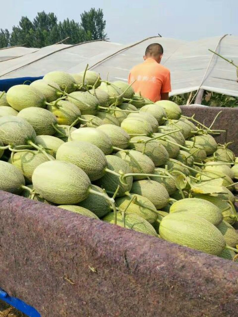 西州蜜瓜2斤以上长圆形