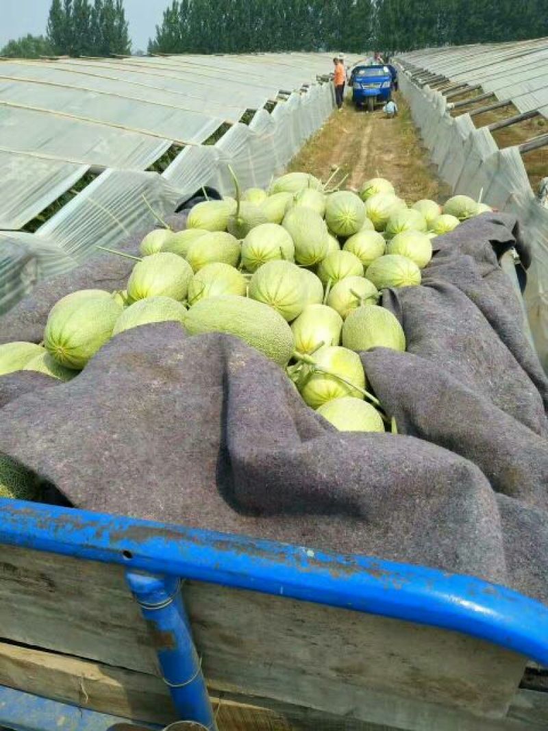 西州蜜瓜2斤以上长圆形