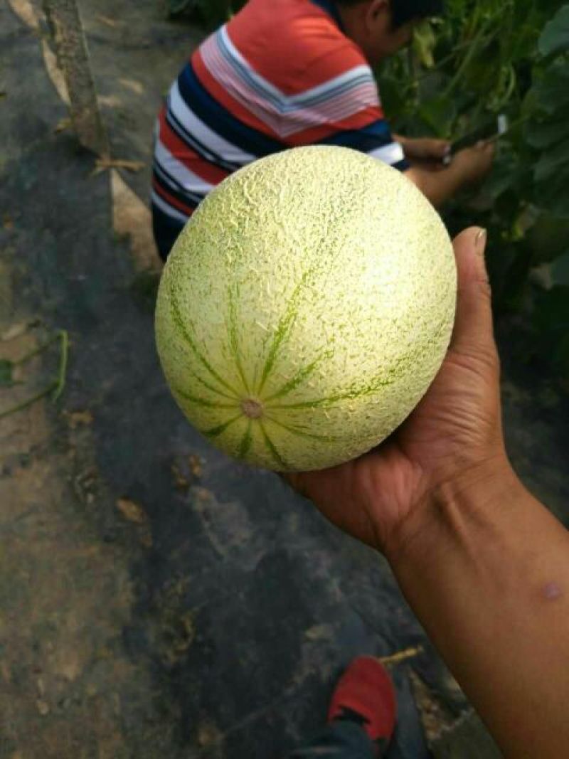 西州蜜瓜2斤以上长圆形