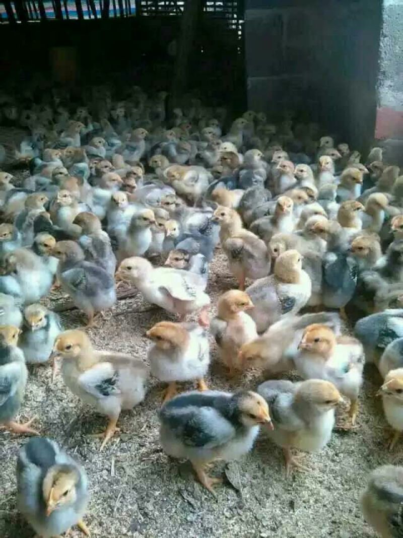 花边鸭苗统货