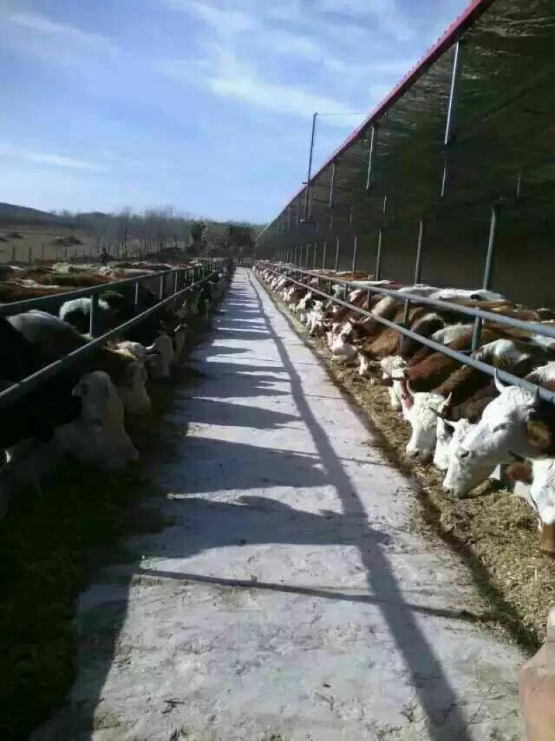 西门塔尔牛犊100~200kg