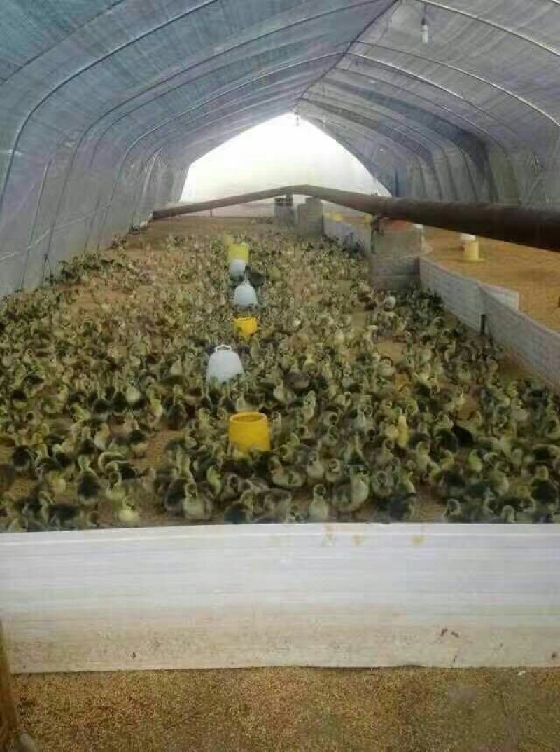 狮头鹅苗250g以下