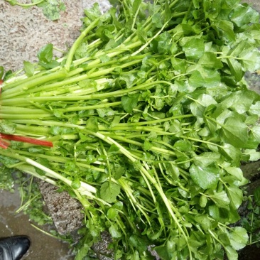 豆瓣菜有机食品