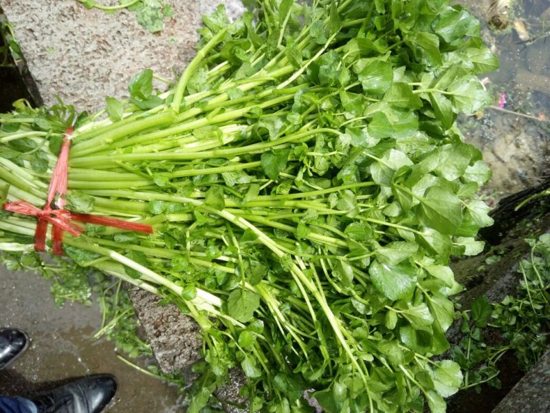豆瓣菜有机食品