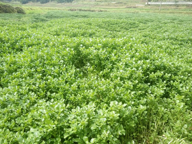 豆瓣菜有机食品