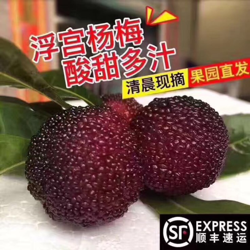 龙海杨梅