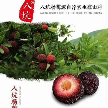 杨梅