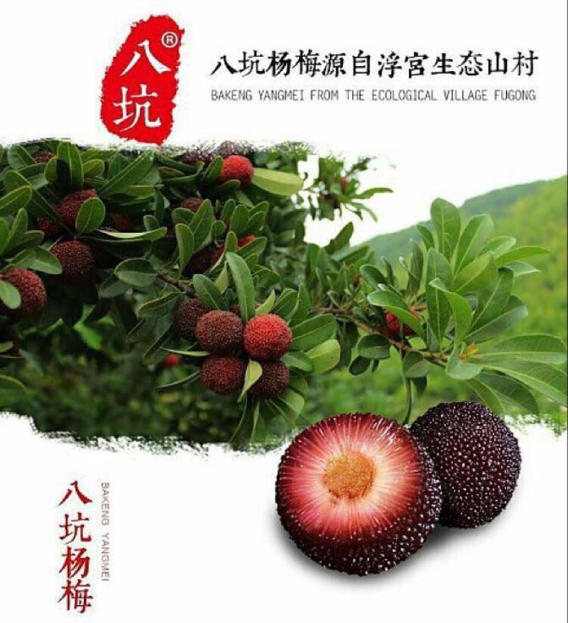 杨梅