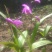 白芨种苗，紫花白芨苗，纯野生培育，