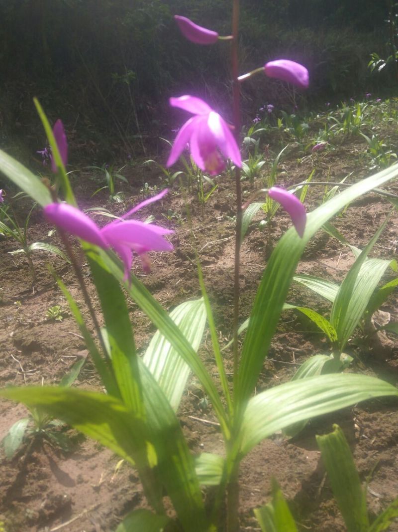 白芨种苗，紫花白芨苗，纯野生培育，