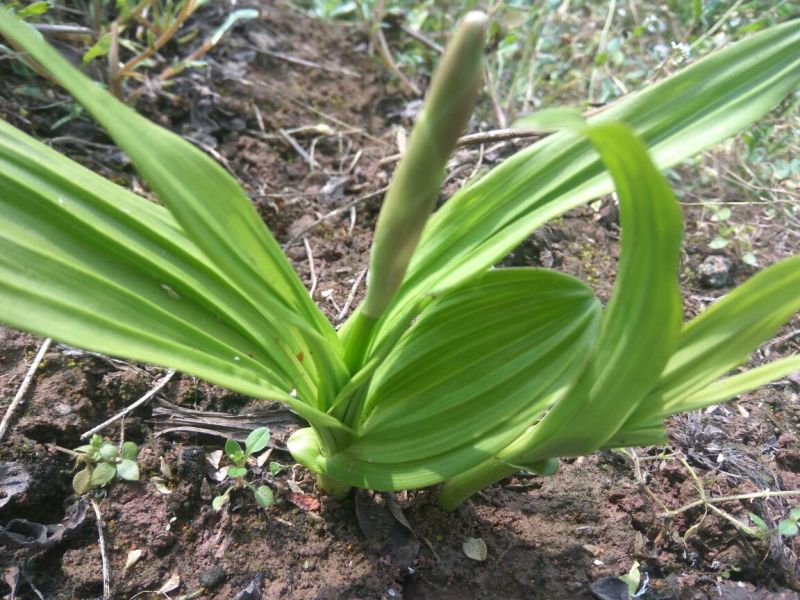 白芨种苗，紫花白芨苗，纯野生培育，