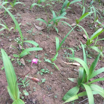 白芨种苗，紫花白芨苗，纯野生培育，