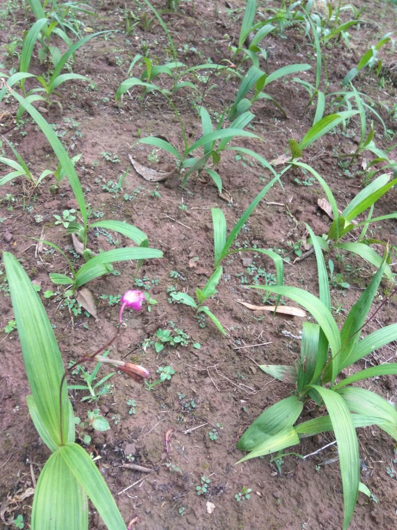 白芨种苗，紫花白芨苗，纯野生培育，