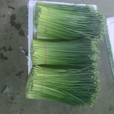 韭花20~25cm