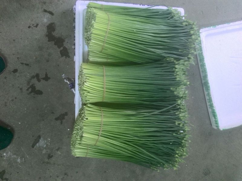 韭花20~25cm