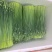 韭花20~25cm