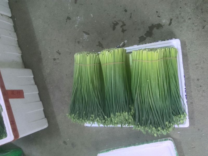 韭花20~25cm