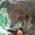 紫苑河北干货人工种植量大从优欢迎选购