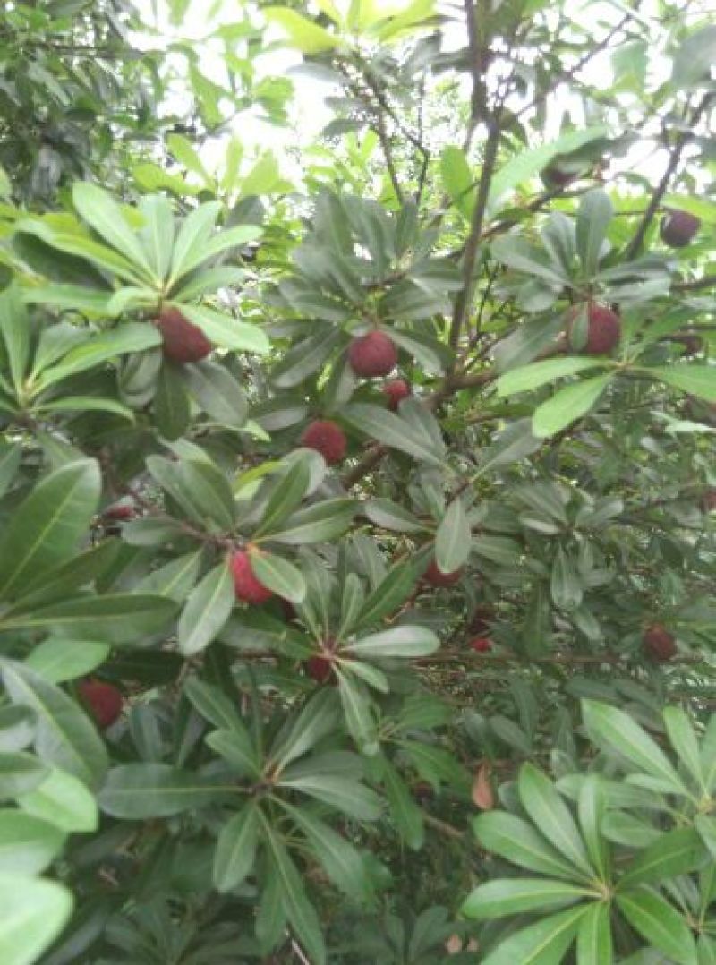杨梅3~4cm