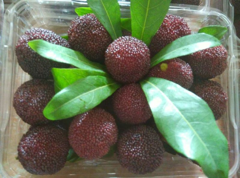 杨梅3~4cm