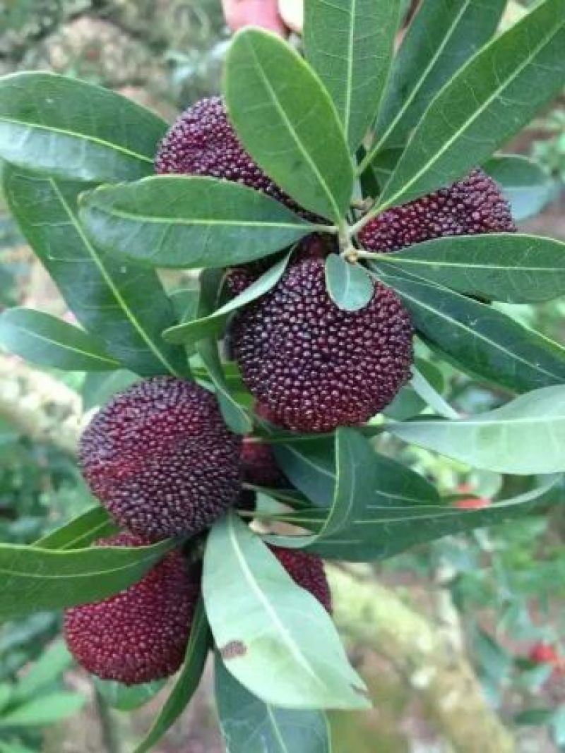 杨梅3~4cm
