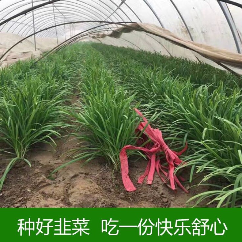 韭菜种子