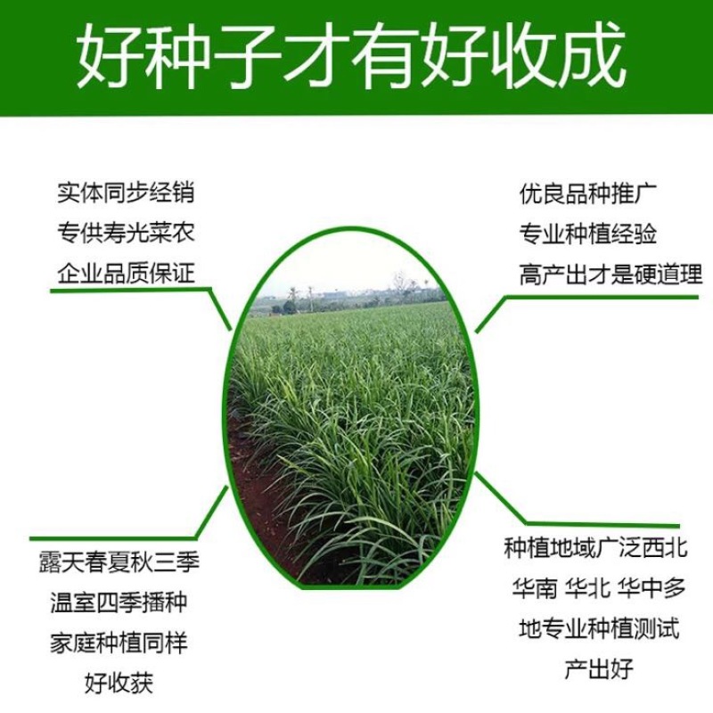 韭菜种子