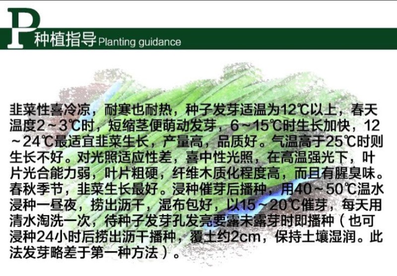 韭菜种子