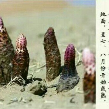 锁阳统货