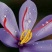 藏红花散装