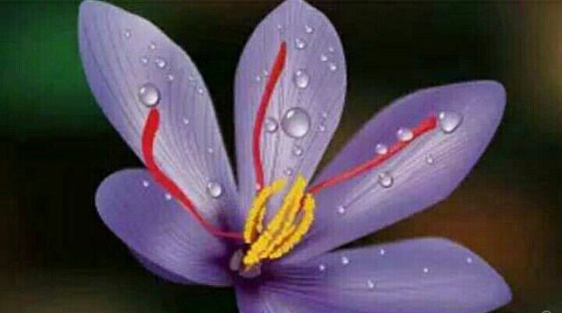 藏红花散装
