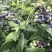 蓝莓12-16mm鲜果