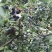 蓝莓12-16mm鲜果