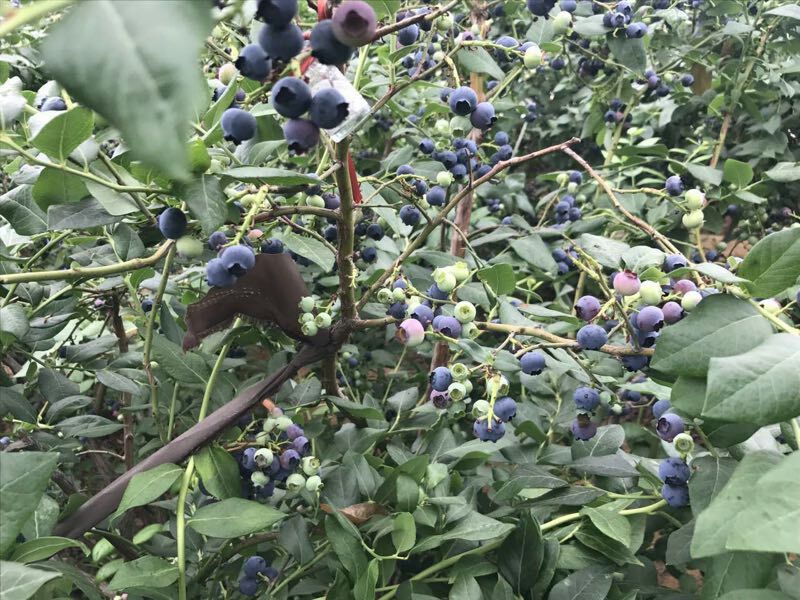 蓝莓12-16mm鲜果