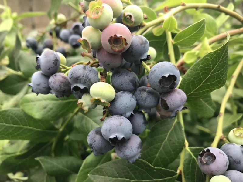 蓝莓12-16mm鲜果