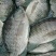 鲤鱼食用3公斤以上