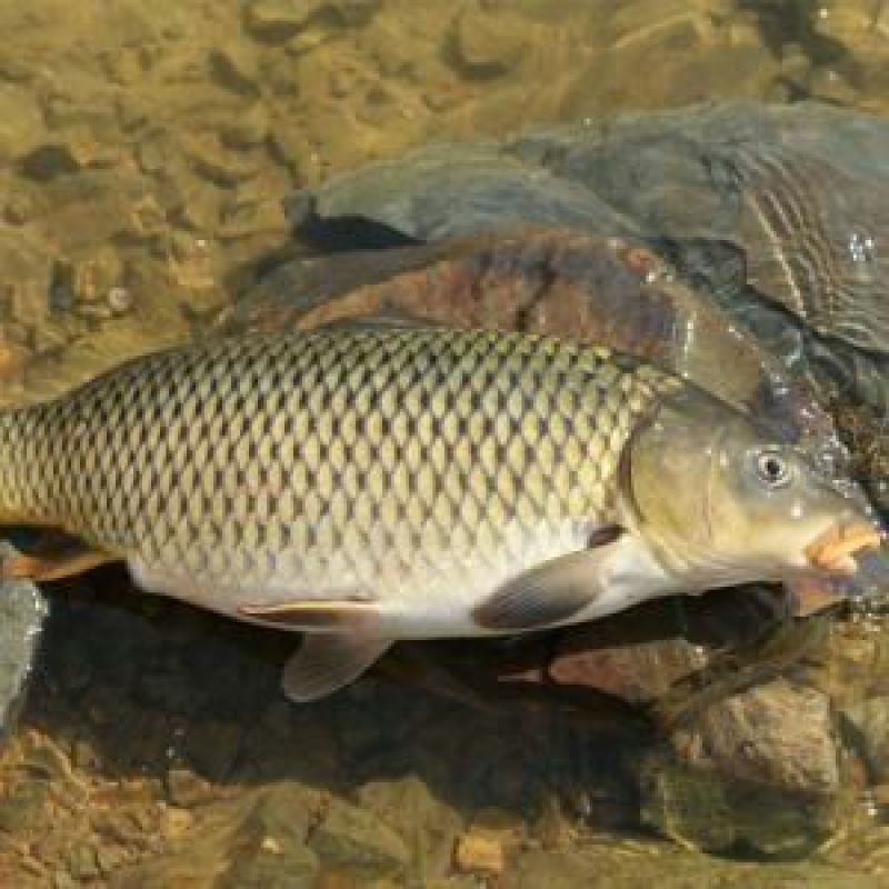 鲤鱼食用2~3公斤